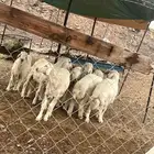 خروف حري 7 شهور