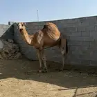قعود ساحلي