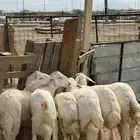 طليان و رخال حري