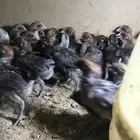 صوص فيومي