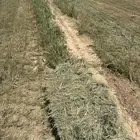 علف