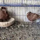 فرخين كشكي