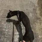 كلب دوبر مان