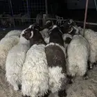 نعيم فاخر كفو مفاطيح ناهيه وهرافي وحريات ثلاجه