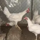 دجاج تركي ابيض