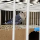 عصافير ( بادجي ) و ( وزوز )   شبك كبير   علف  سكاكا
