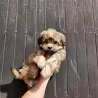 كلب مالتيبو للبيع تي كب