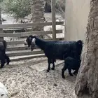 ماعز و جفره