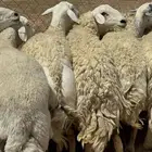 حريات حرش دفيع وضريع