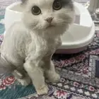 قطوع شيرازي العمر سنه