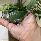 كنيور فرخ يلو سايد