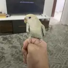 روز الليف جدا  عدد 2