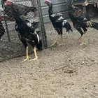 السلام عليكم