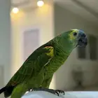 ببغاء امزوني