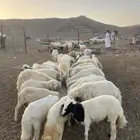 طليان ورخال حرية