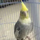 ببغاء كوكتيل .