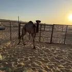 حاشي طيب للبيع