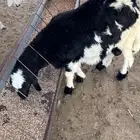 للبيع بهم وعرس