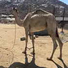 قليصه قطره ا