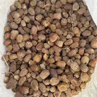 علف تمر ناشف خراف هذه السنه