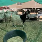 البيع تيس عارضي حار