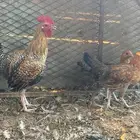 دجاج فيومي