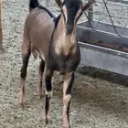 تيس ولد ولد وعل حر