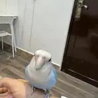 طير روز عمره 7 شهور يحب يلعب أليف لما تناديه اسمه كوكي