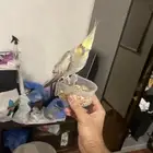 ببغاء كروان