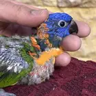 فرخ لوري تم البيع