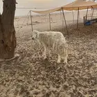خروف تام غير مشروط