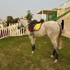 خيل للتاجير