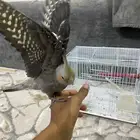 كروان اليف
