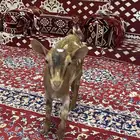 جفره ماعز قزم للبيع
