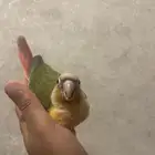 كنيور فرخ يلو سايد غر