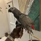 ببغاء كاسكو