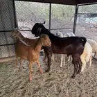 فخلد ادهم و جفار دفاع