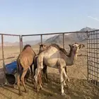 قعدان على حليب امهات