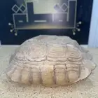 جسم سلحفاء كبير