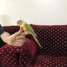 كنيور انثي منتجه