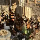 دجاج بلدي العمر 4 شهور الصحه شرط