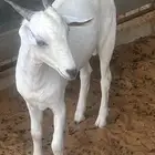 تيس جنوبي