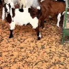 2 تيس ذبايح ثلاجه زبده