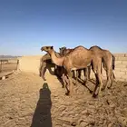 5 بكار للبيع