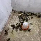 صيصان دجاج للبيع