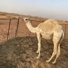للبيع بكره العمر 7شهور