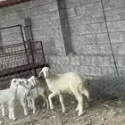 خروف للببيع