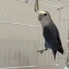 روز ذكر