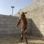 فحل هولندي
