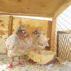 زوج كنق